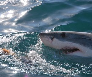 (J)Awesome Facts about Great White Sharks