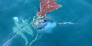 I'm coming for you decoy! via Marine Dynamics