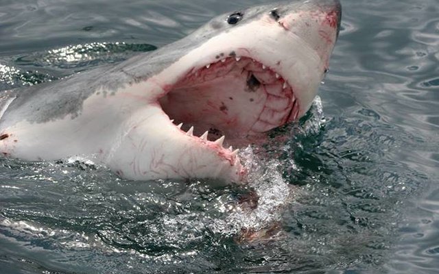 Say Aaaahhhh via Marine Dynamics