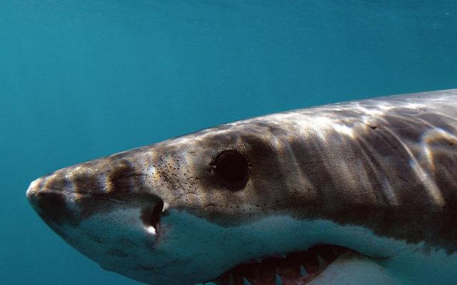 What you lookin' at? via Richard Jaronek & White Shark Adventures