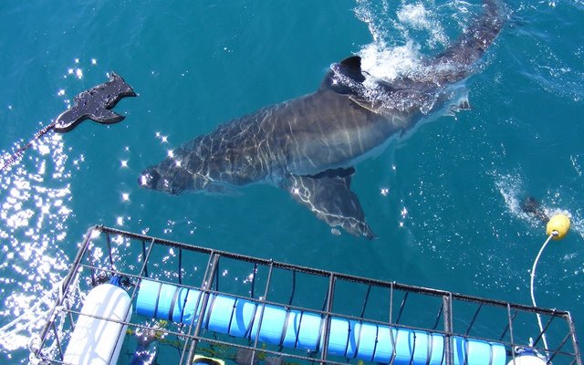 Shark Cage Diving in Gansbaai via Sharklady Adventures