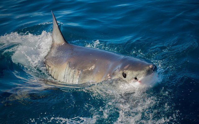 Breaking the surface via White Shark Projects