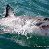 Swoooooosh!!! #SharkWeek