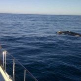 Whale watching by boat - image courtesy of Southern Right Charters