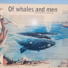 Whales and men