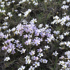 Flowers in Bredasdorp