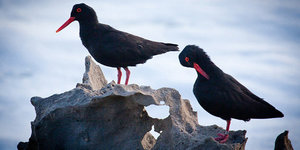 De Hoop Nature Reserve - Cape Nature