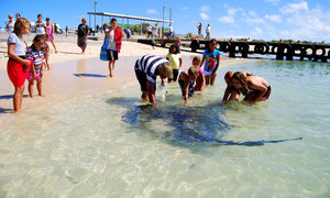 Parrie the Stingray