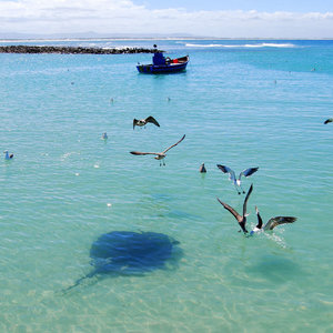 stingrays-in-harbour