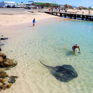 stingrays-in-struisbaai-ahrbour
