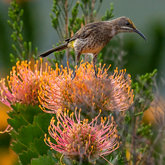 Cape Sugarbird on Pincushion