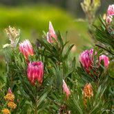Protea ( limestone sugarbush )