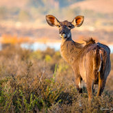 Kudu at sunset
