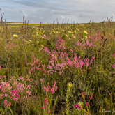 Fynbos colour delight 