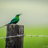 Jangroentjie / Malachite Sunbird