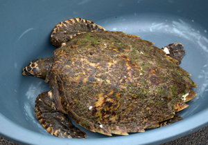DICT Saves Critically Endangered Hawksbill Turtle