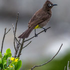 Cape Bulbul / Kaapse Tiptol