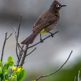 Cape Bulbul / Kaapse Tiptol