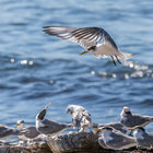 Swift Tern at Kruismansbaai