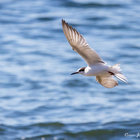 Common Tern at Kruismansbaai