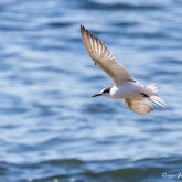 Common Tern at Kruismansbaai