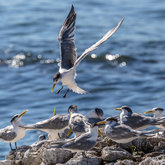 Swift Tern at Kruismansbaai