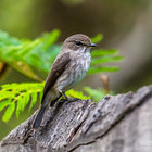 African Dusky Flycatcher at Witkrans
