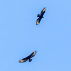 Gansbaai`s Black Eagles over Platbos