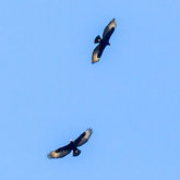 Gansbaai`s Black Eagles over Platbos