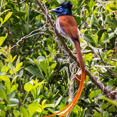 African Paradise Flycatcher @ Witkrans