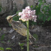 Bird watching at Tolbos