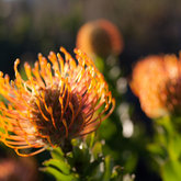 Get involved in Fynbos Conservation