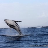 Breaching humpback whales!!