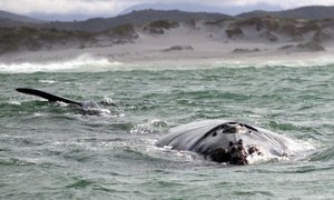 Dyer Island Cruises - Daily Blog