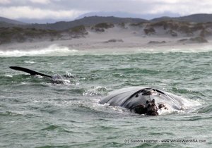 Dyer Island Cruises - Daily Blog