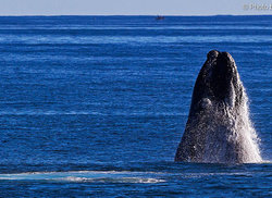 3. World Class Whale Watching