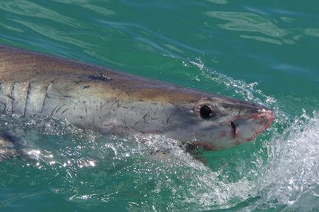 20141118_SF_Trip1_TKaschke_IMG_0035