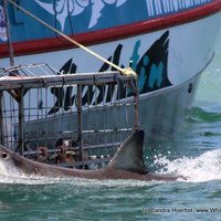 The amazing Great White!!