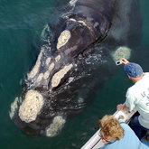 Gansbaai - Ivanhoe Sea Safaris - Whale Watching 