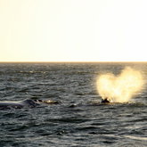 Sunset whale trip