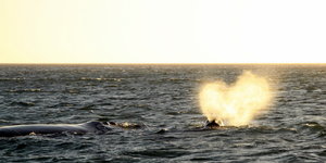 Sunset Whale Trip recent photos.