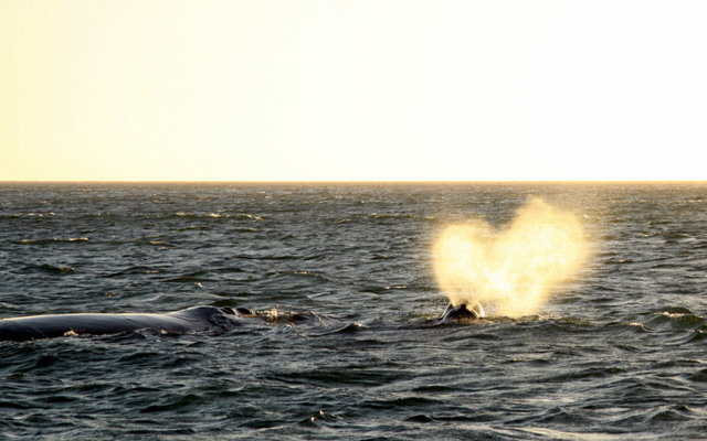 Sunset Whale Trip recent photos.