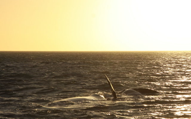 Sunset Whale Trip recent photos.