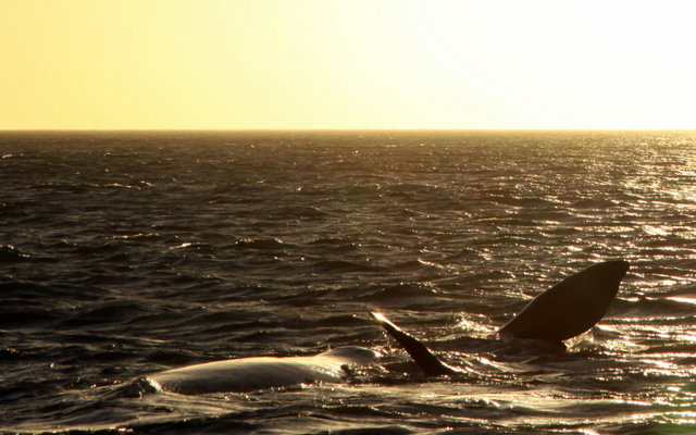 Sunset Whale Trip recent photos.