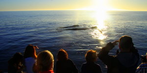 Sunset Whale Trip recent photos.