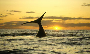 Sunset Whale Trips