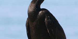 Local Marine Birdlfie