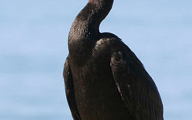 Local Marine Birdlfie