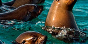 Seals are a Great Whites main diet