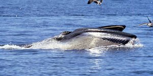 Our local but not so easy to find Bryde Whales